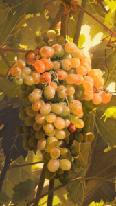 Diseño sin título (34)